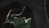 Bayi gajah Sumatera yang baru lahir merayu induknya agar disusui pada Sabtu (27/7) lalu. Keduanya tinggal di Unit Respons Konservasi Alue Kuyun, Meulaboh, Aceh. (AFP/Chaideer Mahyuddin)