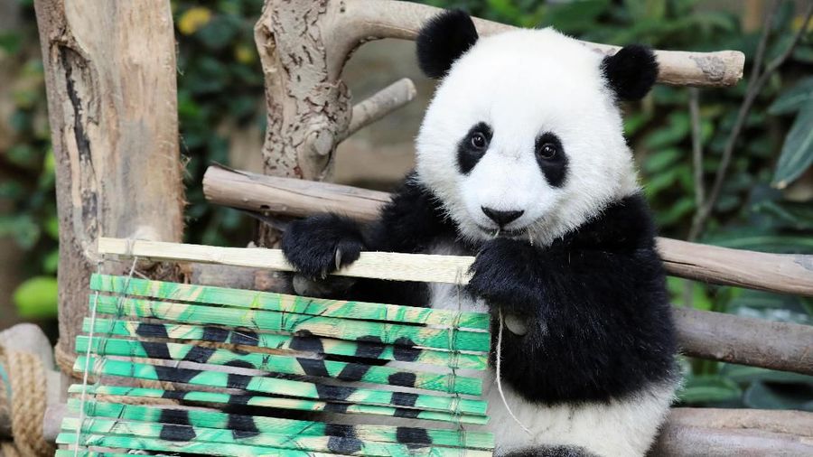 Panda raksasa kelahiran Malaysia kedua ini akhirnya diberi nama - Yi Yi, yang artinya persahabatan pada Kamis (01/08).
