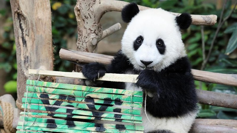 Panda raksasa kelahiran Malaysia kedua ini akhirnya diberi nama - Yi Yi, yang artinya persahabatan pada Kamis (01/08).