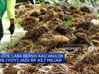 Laba Emiten CPO Amblas