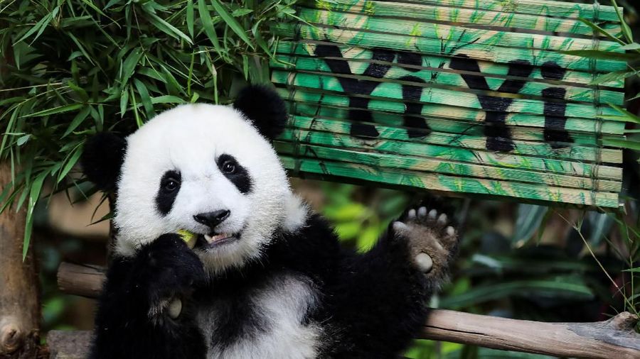 Panda raksasa kelahiran Malaysia kedua ini akhirnya diberi nama - Yi Yi, yang artinya persahabatan pada Kamis (01/08).