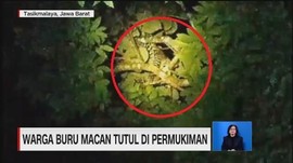 VIDEO: Warga Buru Macan Tutul di Permukiman