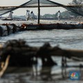 Tanam Mangrove Buat Lindungi Pesisir Pantai Bisa Kena Kasus?