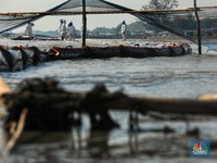 Tanam Mangrove Buat Lindungi Pesisir Pantai Bisa Kena Kasus?