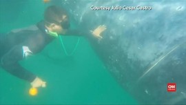 VIDEO: Aksi Penyelamatan Paus Bungkuk yang Terjerat Jaring