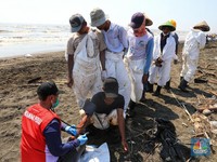 11 Desa Terkena Tumpahan Minyak, Pertamina Siapkan Kompensasi