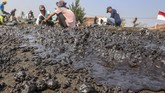 Hingga Kamis (1/8), PT Pertamina (Persero) mengklaim volume tumpahan minyak di pesisir utara Kabupaten Karawang, Jawa Barat, sisa 10 persen dari volume awal, yakni 3.000 barel per hari (bph).(ANTARA FOTO/M Ibnu Chazar)