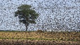 Sekelompok burung Jalak Eropa berkumpul dalam hari-hari di musim panas yang cerah di pinggiran Minsk, Belarus, Selasa, (30/7). (AP Photo/Sergei Grits)