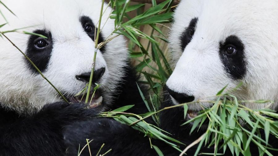 Panda raksasa kelahiran Malaysia kedua ini akhirnya diberi nama - Yi Yi, yang artinya persahabatan pada Kamis (01/08).
