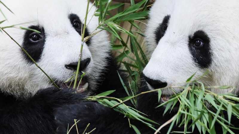 Panda raksasa kelahiran Malaysia kedua ini akhirnya diberi nama - Yi Yi, yang artinya persahabatan pada Kamis (01/08).
