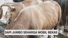 VIDEO: Sapi Jumbo Seharga Mobil Bekas