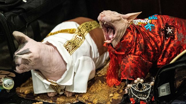 FOTO: 'Jingkrak' Lucu Para Kucing New York demi Adopsi