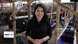 Perhatikan Ini Jika Mau Berbisnis Hewan Kurban