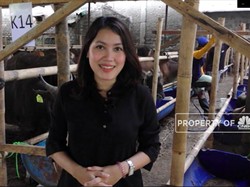 Perhatikan Ini Jika Mau Berbisnis Hewan Kurban
