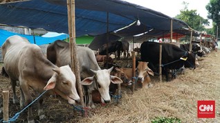 Hukum dan Keutamaan Berkurban di Hari Raya Idul Adha
