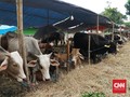 Hukum dan Keutamaan Berkurban di Hari Raya Idul Adha