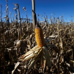 RI Kaji Impor Jagung 200 Ribu Ton di 2020