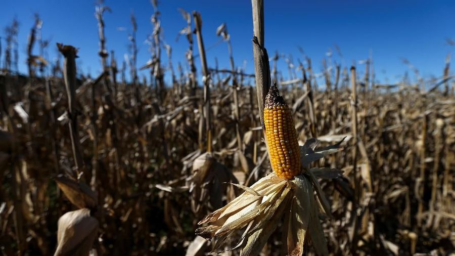 Industri pakan ternak mengusulkan ada impor jagung 200 ribu ton di 2020.