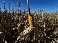 RI Kaji Impor Jagung 200 Ribu Ton di 2020