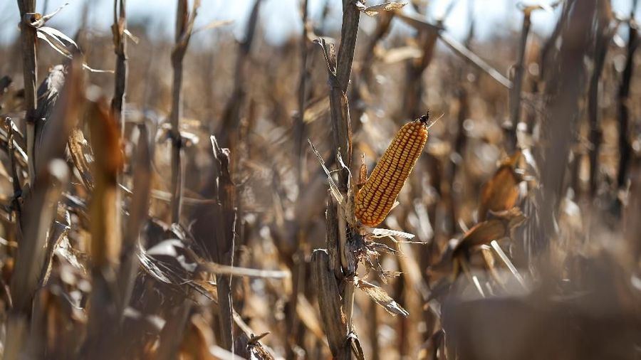 Corn plants are seen in a farm in Lujan, on the outskirts of Buenos Aires, Argentina August 2, 2019. REUTERS/Agustin Marcarian