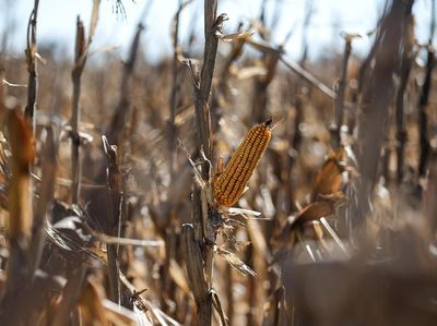 Pakai Bioteknologi, Begini Peran Swasta Buat Ketahanan Pangan
