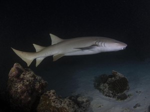 Hiu 41 Kali Lebih Banyak Nongkrong di Gunung Bawah Laut, Kenapa Ya?