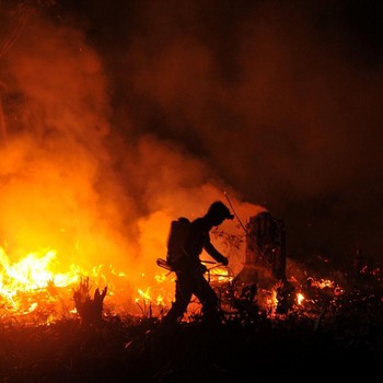 Api di Hutan yang Bikin Jokowi Mau Pecat Jenderal TNI & Polri