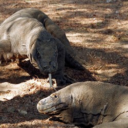 Bukan Komodo, Keturunan T-Rex Ternyata Cupu