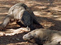 Bukan Komodo, Keturunan T-Rex Ternyata Cupu