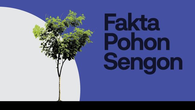 INFOGRAFIS: Fakta Pohon Sengon di Balik Listrik Padam
