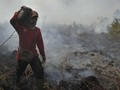 Satu Perusahaan Perkebunan di Jambi Disegel Akibat Karhutla