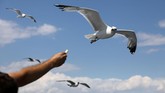 Seorang pria yang berada di atas ferry yang menuju Pulau Thassos, Yunani, memberi makan burung camar. (REUTERS/Yiannis Kourtoglou)