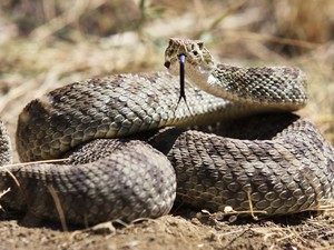 Ini Sarang Ular Terbesar Dunia, Dihuni Ratusan Ular