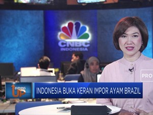 Pemerintah Buka Keran Impor Ayam Brazil
