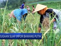 Dugaan Suap Impor Bawang Putih