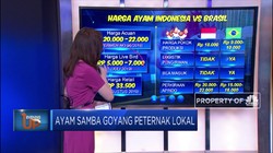 Ayam Samba Goyang Peternak Lokal