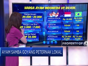 Ayam Samba Goyang Peternak Lokal