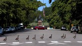 Angsa-angsa di Kanada melintasi zebra cross dan menuju danau di taman Tower Grove di St. Louis, Montreal. (Robert Cohen/St. Louis Post-Dispatch via AP)
