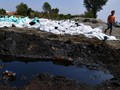 Kandungan Minyak Bocor Pertamina Ancam Biota Laut