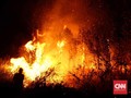 Hutan Lindung Terbakar, Polisi Tangkap Warga Flores Timur
