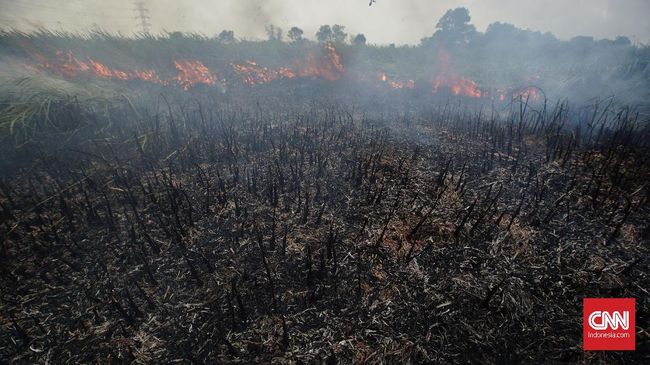 Warga Pekanbaru Tewas di Hutan Diduga Akibat Asap Karhutla