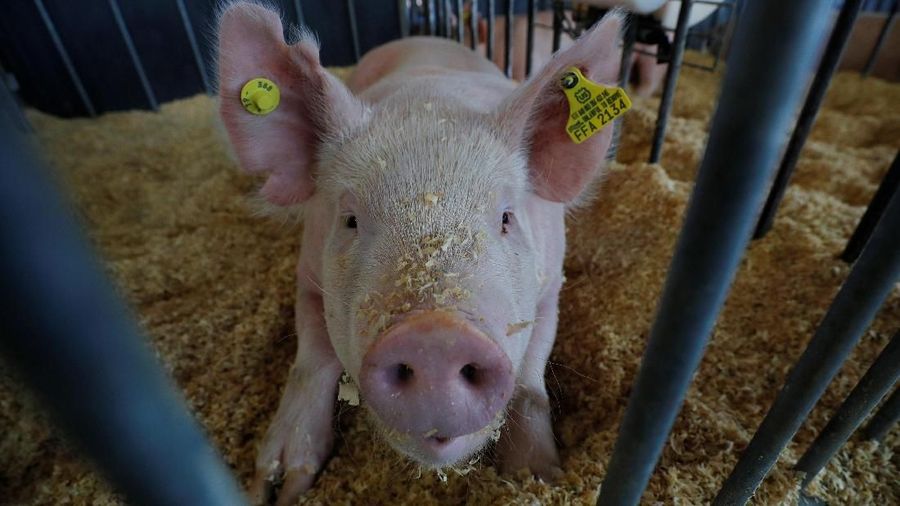 A show pig looks out from its enclosure in the Swine Barn at the Iowa State Fair in Des Moines, Iowa, U.S., August 8, 2019.    REUTERS/Brian Snyder