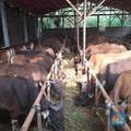 Jangan Keliru! Ini Jenis-Jenis Hewan yang Bisa Jadi Kurban