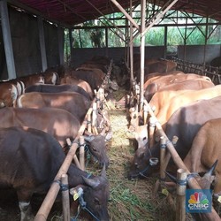 Jangan Keliru! Ini Jenis-Jenis Hewan yang Bisa Jadi Kurban