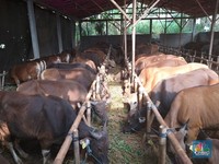 Diam-Diam Potensi Kurban Bisa Putar Ekonomi Tembus Rp 20 T