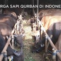 Intip Harga Sapi Qurban di Indonesia