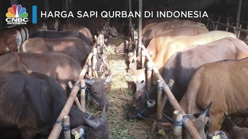 Intip Harga Sapi Qurban di Indonesia