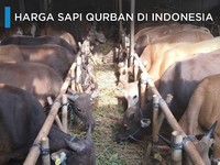 Intip Harga Sapi Qurban di Indonesia
