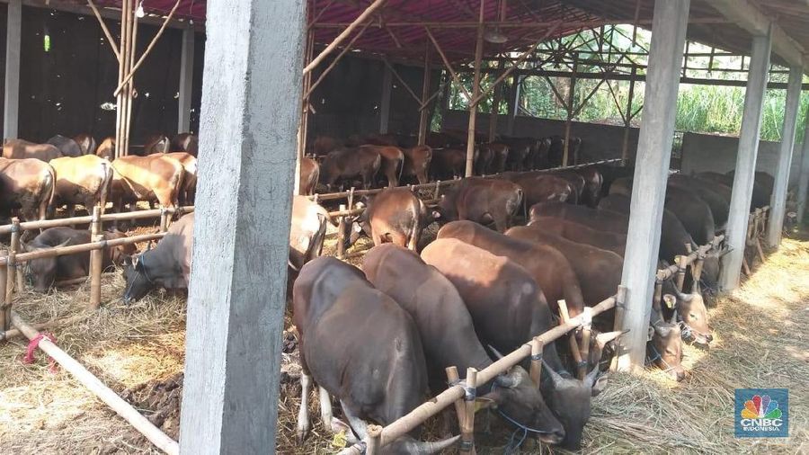 Tidak dimungkiri, bisnis hewan kurban memang begitu menjanjikan, apalagi bila menjelang Idul Adha tentu keuntungan berlipat ganda.