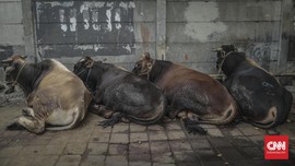 Tangisan Anak-anak Warnai Penyembelihan Hewan Kurban